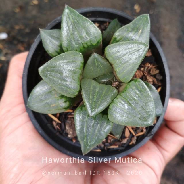 Haworthia Silver Mutica