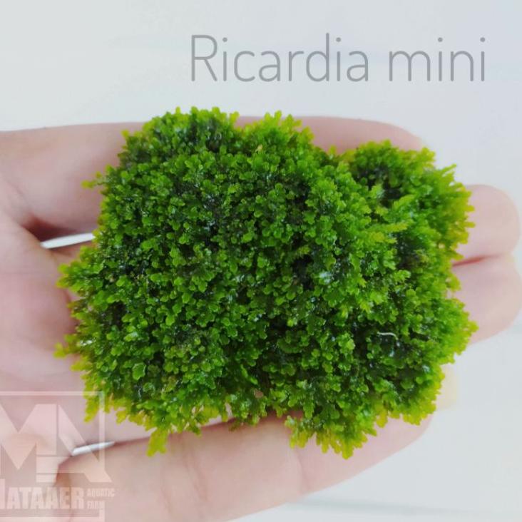 Flash Shipment Moss mini pelia/Ricardia mini porsi nampan 16x25cm