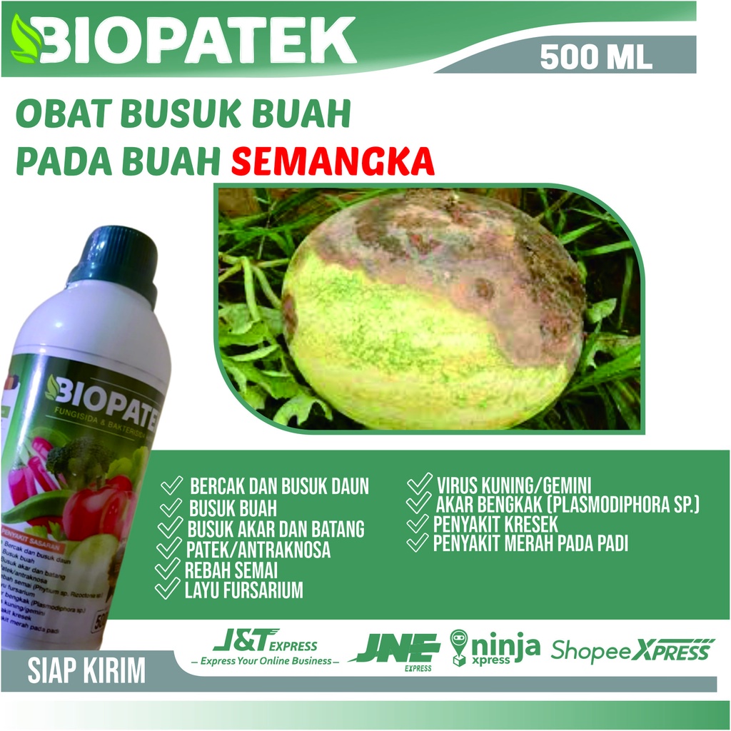 Obat Busuk Akar Semangka - Biopatek Fungisida & Bakterisida Hayati Obat Anti Patek Ampuh Mengatasi H