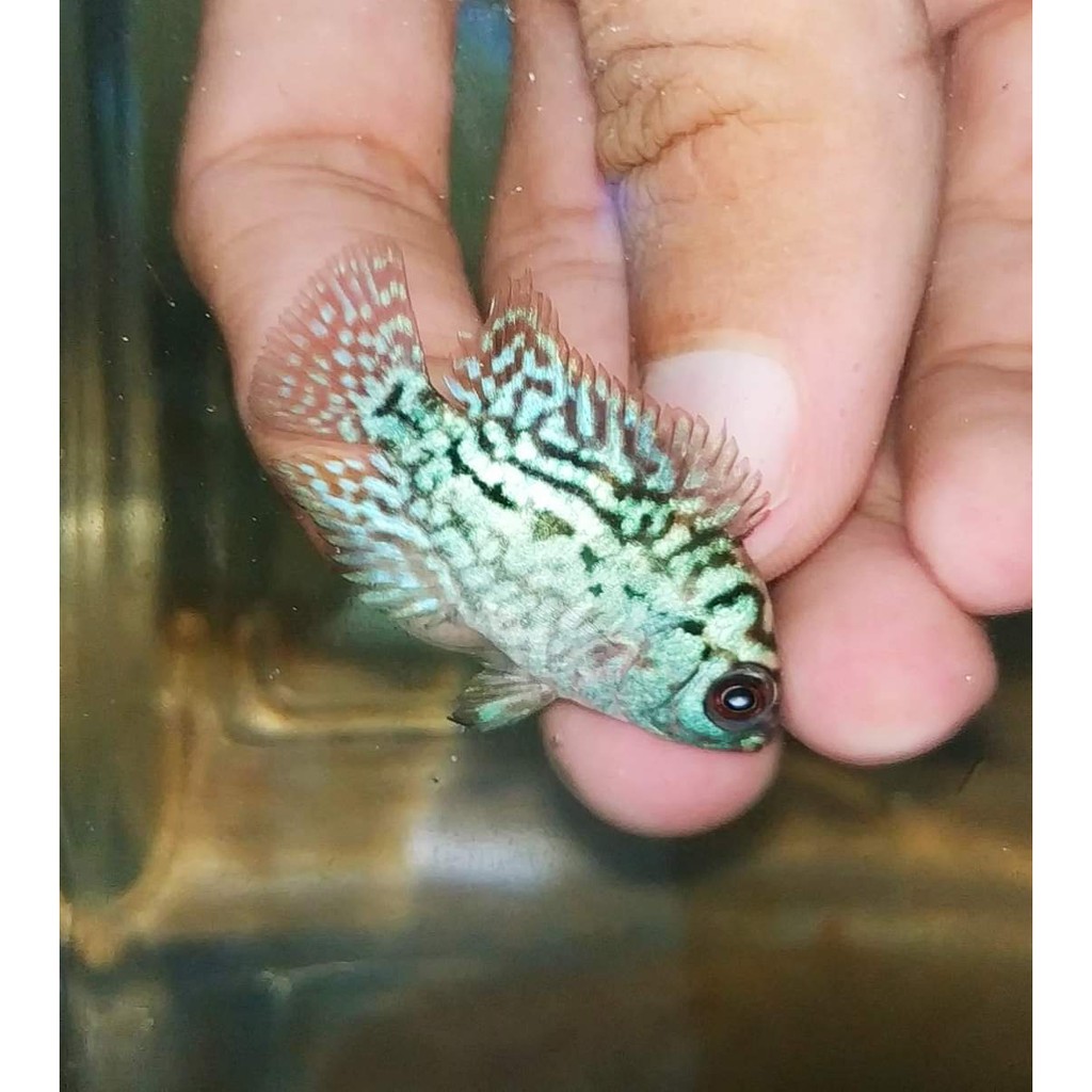 Louhan kamfa f2 ori thailand burayak kamfa f2 thailand