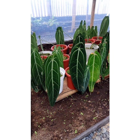 PROMO bibit/bonggol antorium lidah gajah