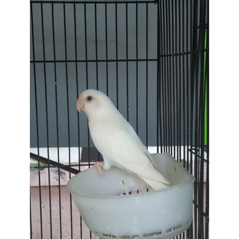 Burung Lovebird Albino Retina Merah Jantan Dewasa