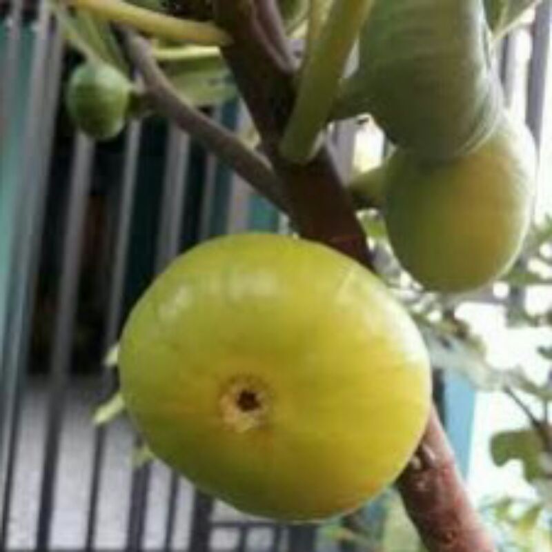 Bibit buah tin kuning LSU GOLD - fresh cangkok