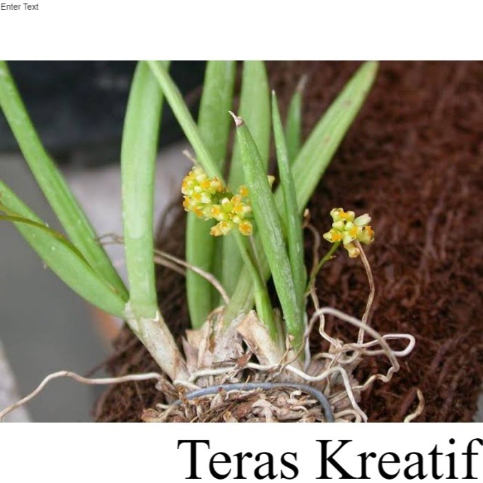 Anggrek Hutan Dan Diambil dari Hutan secara Liar ; Tanaman & Bunga Terlengkap