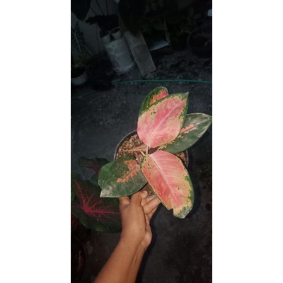 Aglonema Kocin paramuay / Kocin pink