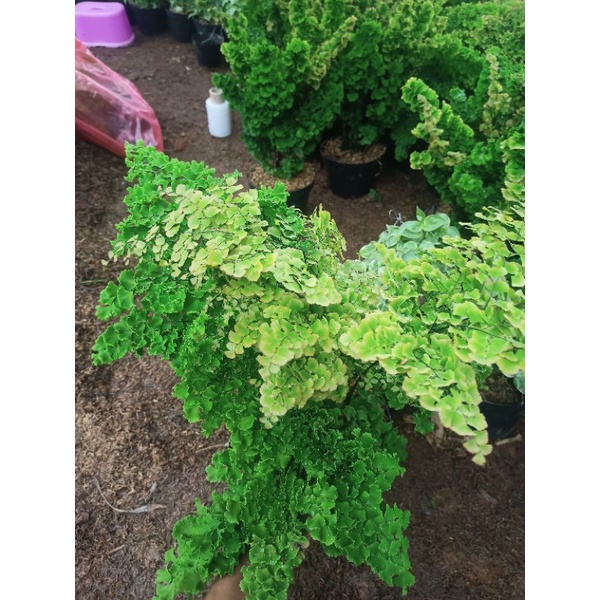 Tanaman Hias Suplir Kriwil / Suplir Kriting RIMBUN