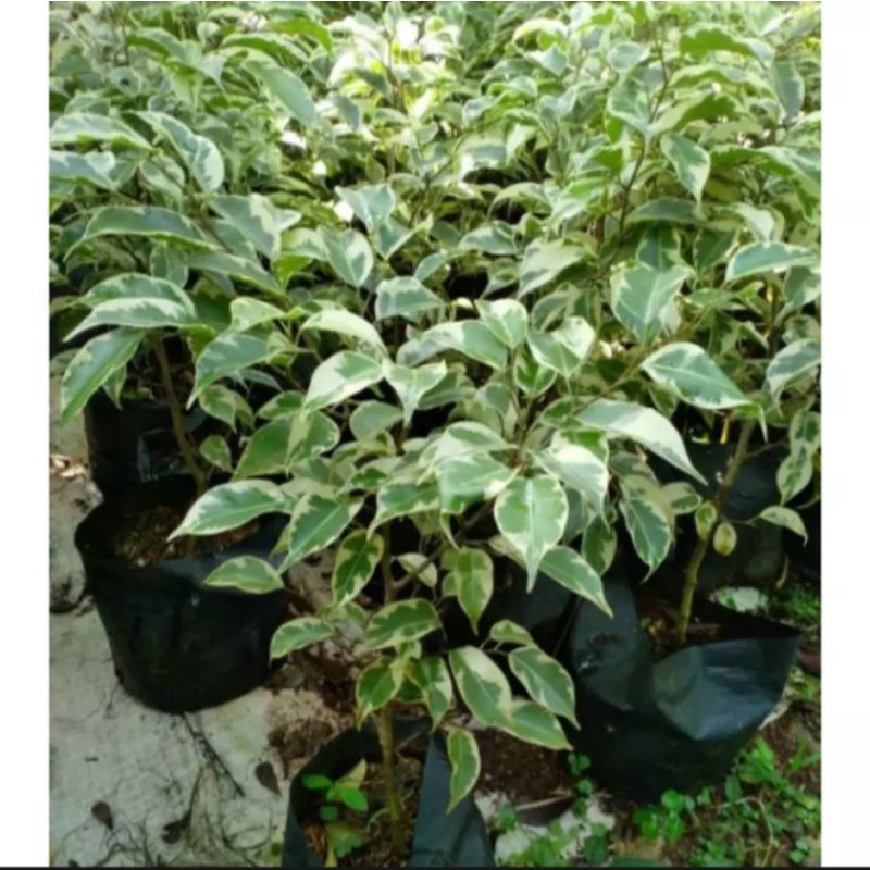 Beringin putih bahan bonsai varigata