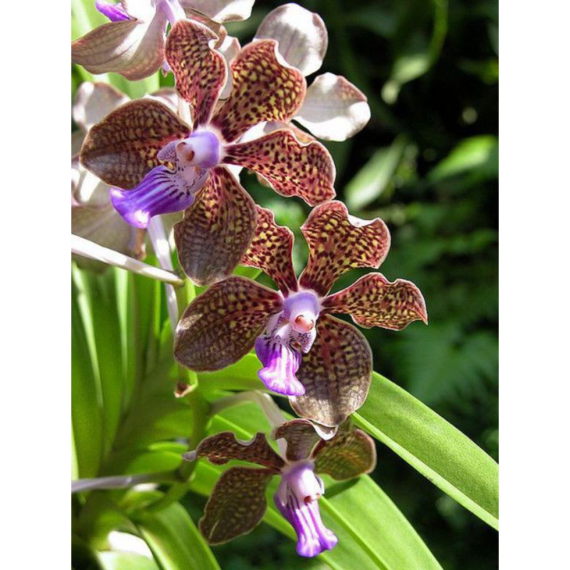 Anggrek Vanda  tricolor jumbo rawatan dewasa dan seedling