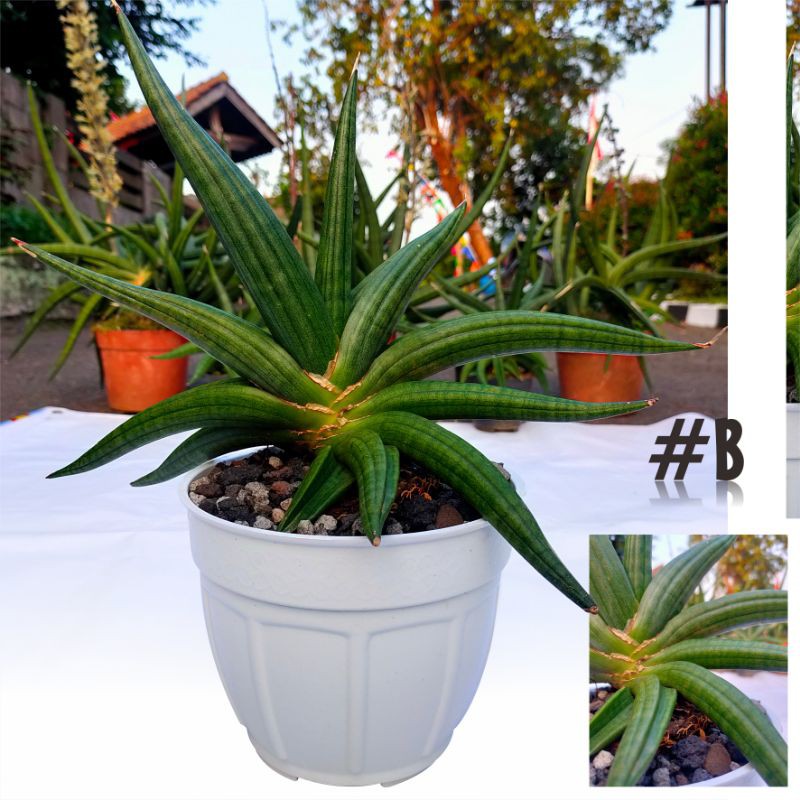 Sansivera Patens / Ed Eby #B