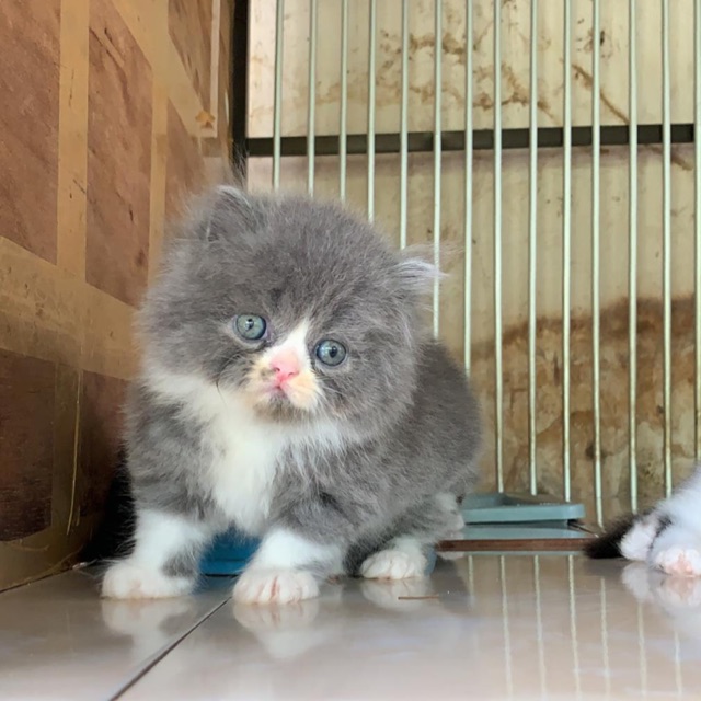 Update Harga Kucing Persia Flatnose Terbaru 2021 Situs Referensi Ilmu Pertanian Peternakan Dan Perikanan