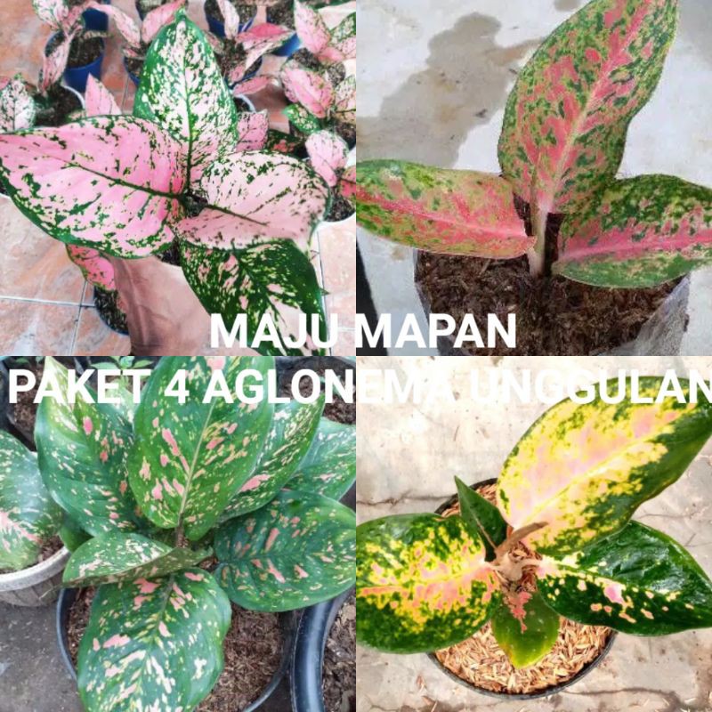 PAKET 4 AGLONEMA (LADY VALENTINE/BIGROY/RUBY CIANGMAY/PINK KOCHIN)