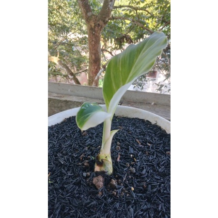 BIBIT PISANG KEPOK VARIGATA