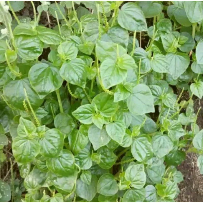 

Sirih cina (100 gr)