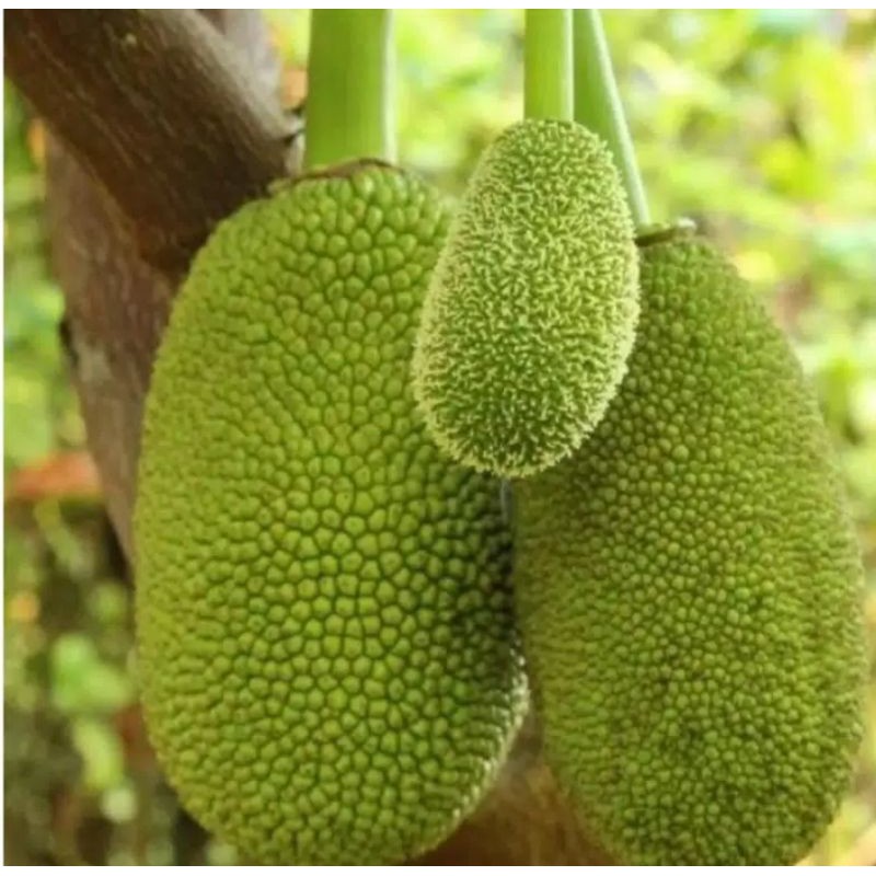 

jual buah nangka muda fress 1 kg