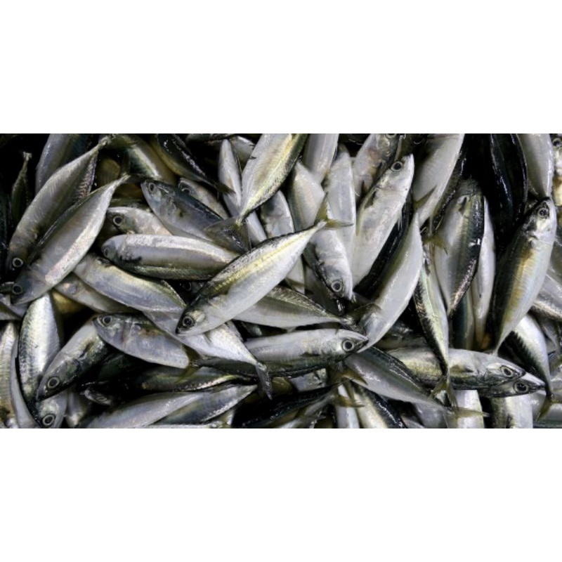 

ikan kembung banjar fresh 500gram