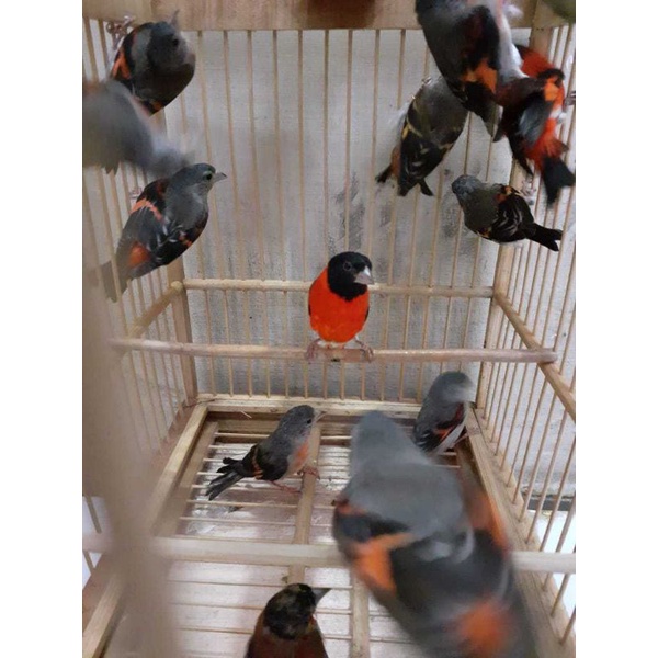 red siskin klasik sepasang siyap tangkar usia mapan