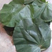 

Daun waru segar per 20 lembar