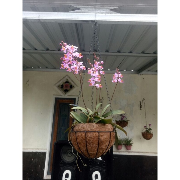 pot gantung rangka besi "EXTRA JUMBO"