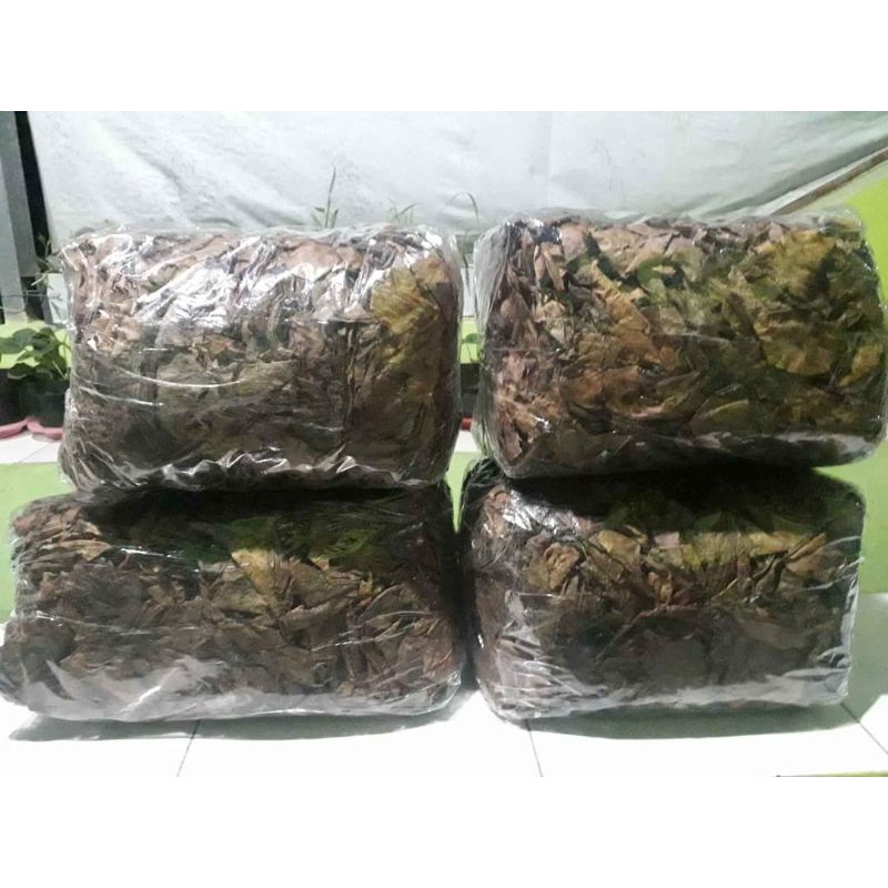 Daun Ketapang 1kg Grade AA