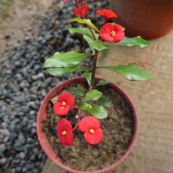 Tanaman Hias Euphorbia Geroldii
