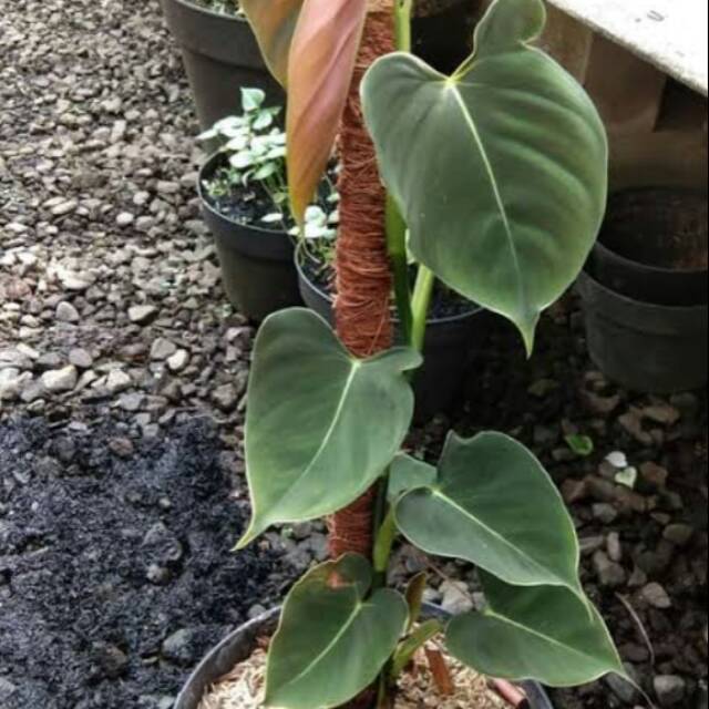 Philodendron lupinum
