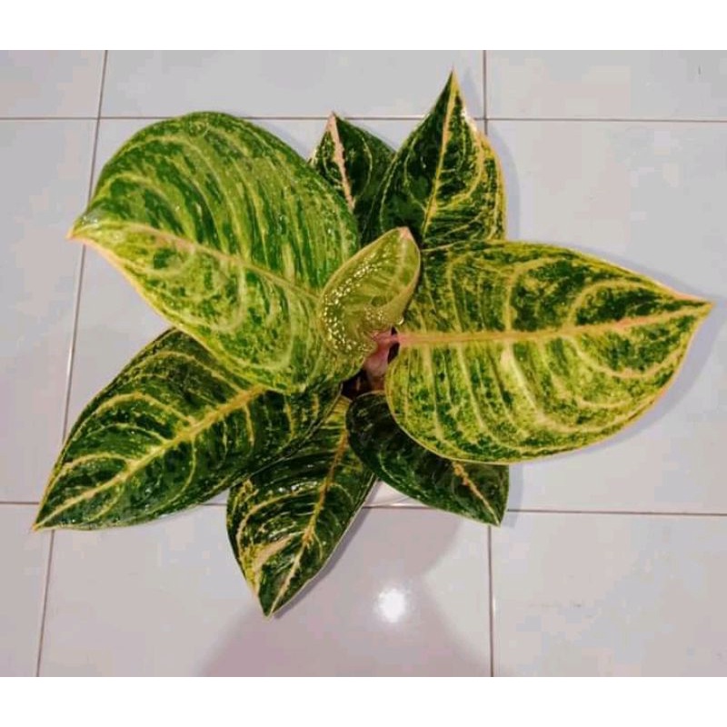 aglonema catrin anakan baby, benih aglonema