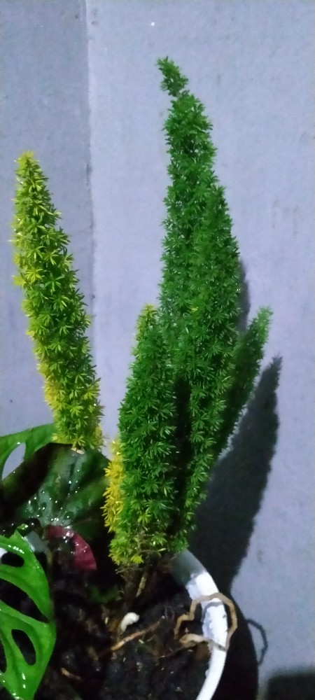 Tanaman Hias Hidup Ekor Tupai - Bibit Tanaman Ekor Tupai