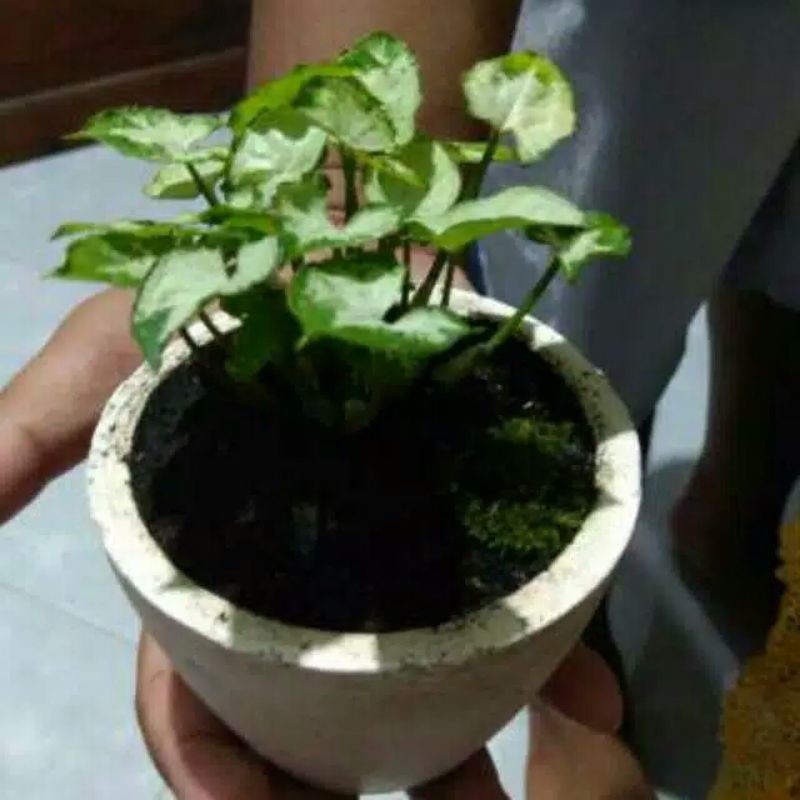 Syngonium mini - Tanaman syngonium mini (liliput)
