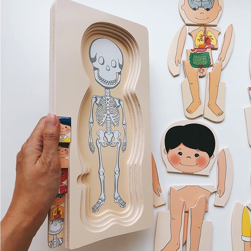 Mainan Edukasi Dini Anak Laki-Laki / Perempuan Model Puzzle Jigsaw Organ Tubuh Manusia Multi Layer Bahan Kayu