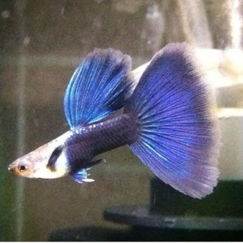 ikan hias Guppy Hb blue sepasang siap bred
