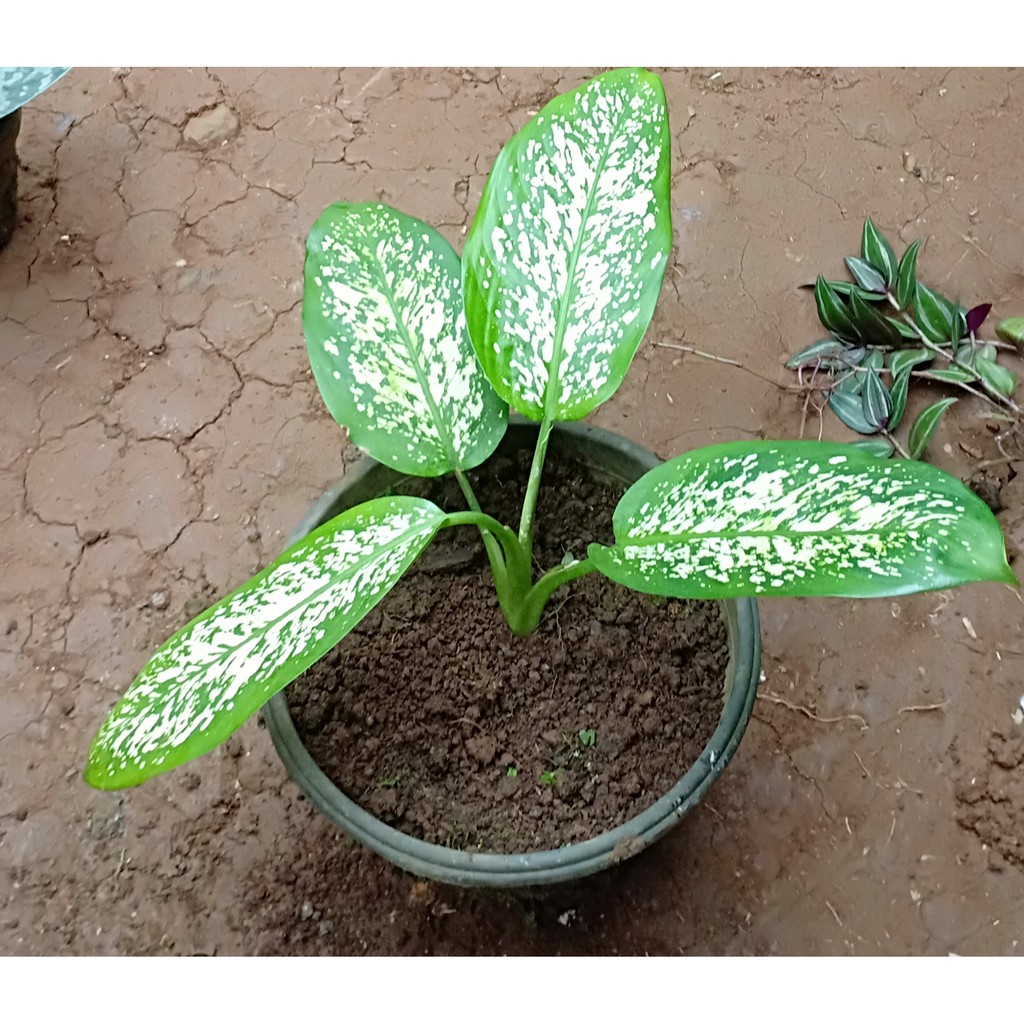 aglonema hijau putih