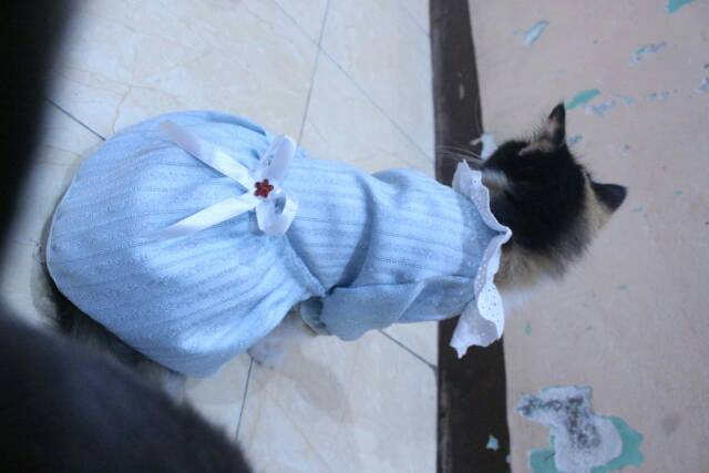 Dress untuk kucing dan anjing edisi natal 2019 lucu biru blues / baju kucing murah size S-XL