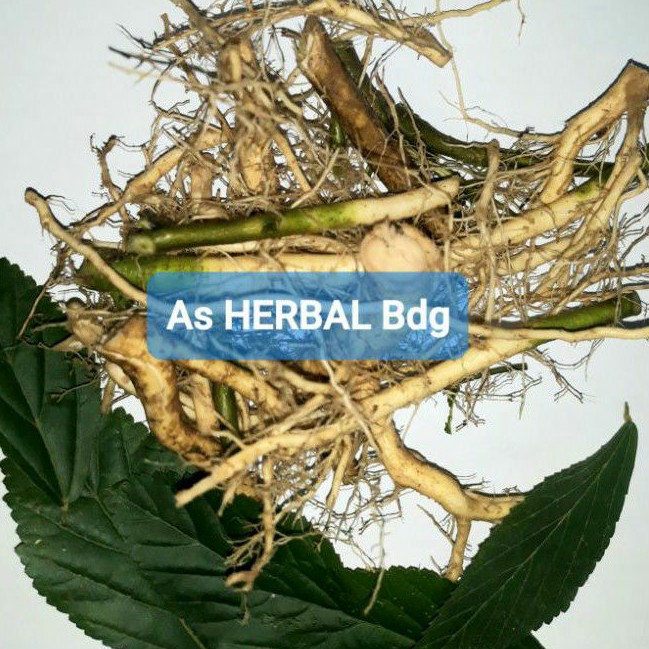 

Jual akar sidaguri segar paket 600 gram fresh-az