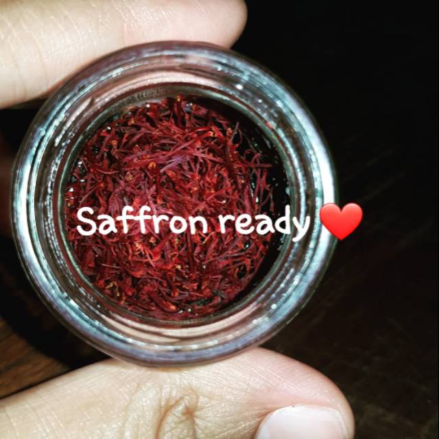 Bunga saffron