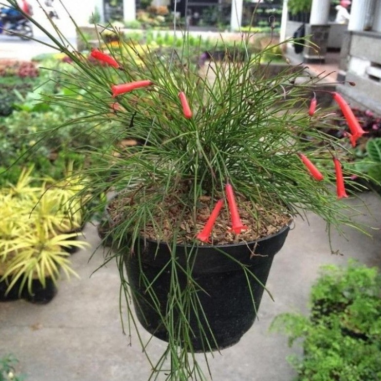 Tanaman hias air mancur merah - air mancur bunga merah/tanaman hidup - tanaman gantung air mancur