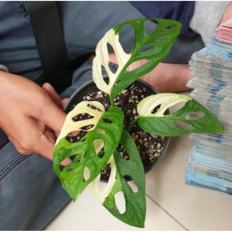 janda bolong dua warna