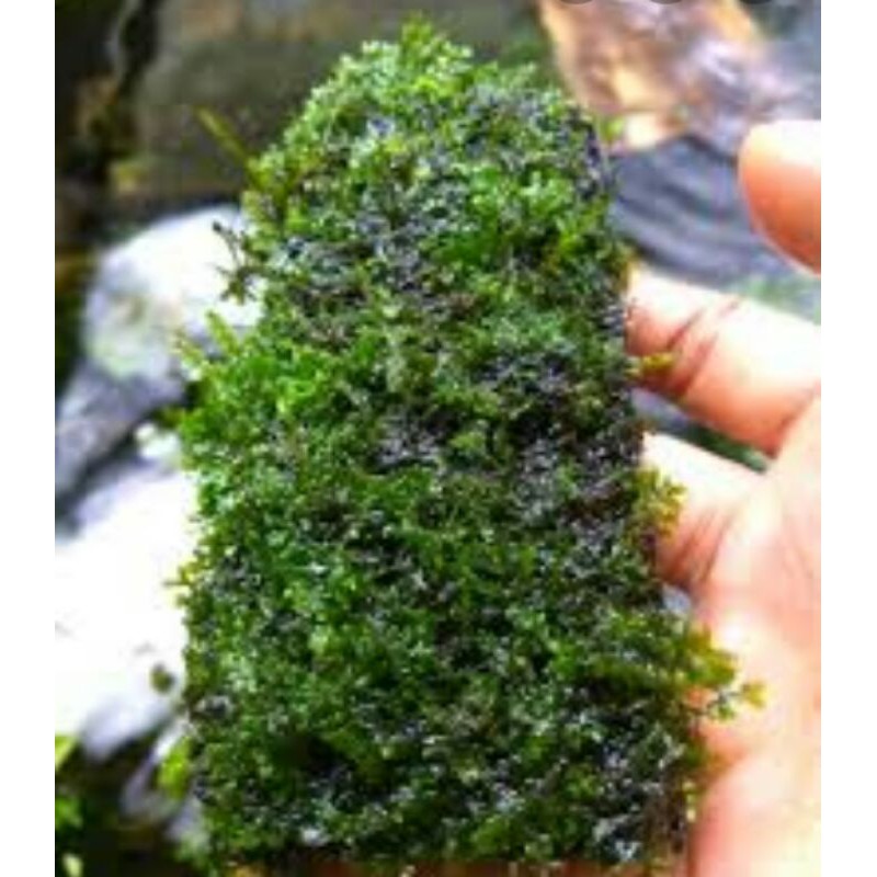 moss lempeng ricardia