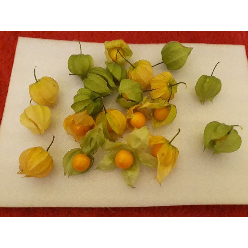 Buah Ciplukan segar/Cecenet/GoldenBerry☆Asal Lembang-Bandung