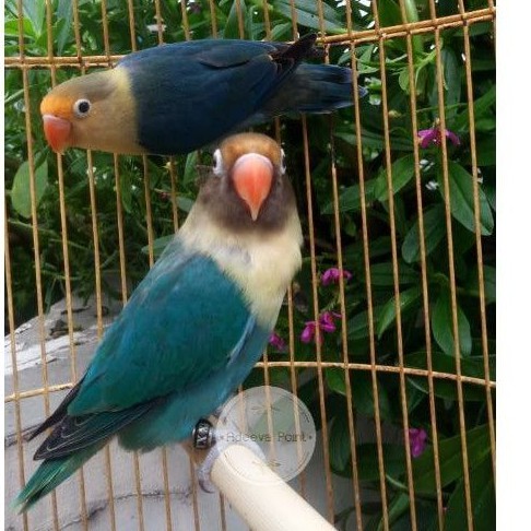 Burung Lovebird Sepasang Pb Dewasa Indukan