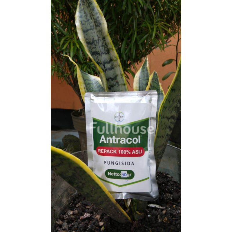 Antracol 70WP + Zinc Kemasan 30Gr Fungisida Pembasmi Jamur, Kutu Putih