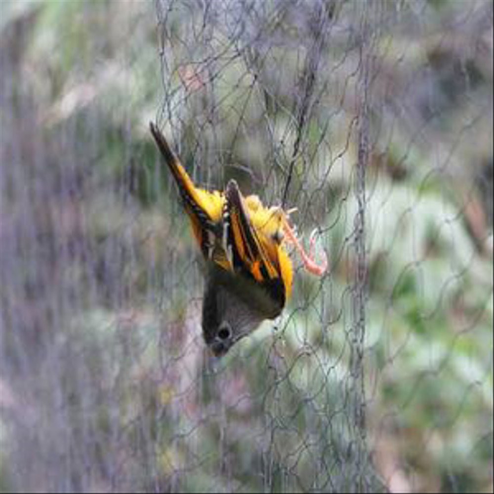 Update Jaring Burung Diskon Shopee Indonesia