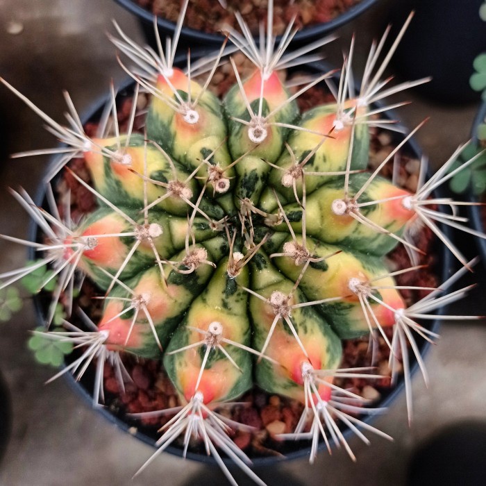 gymnocalycium cat eye