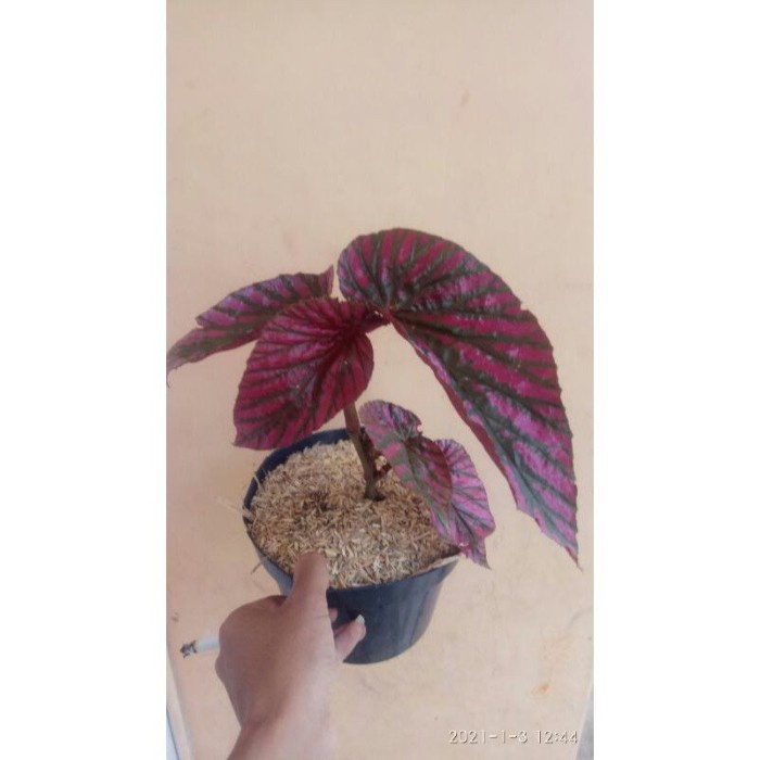 Begonia rex walet + pot