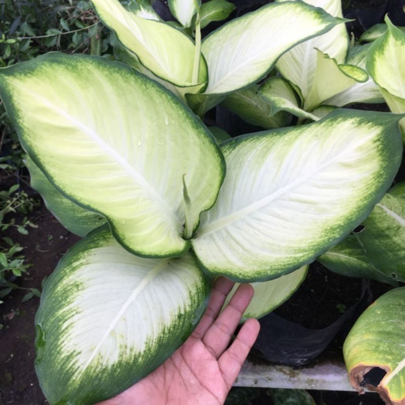 bunga aglonema tisu/tisue/tissu/tissue harmoni/harmony