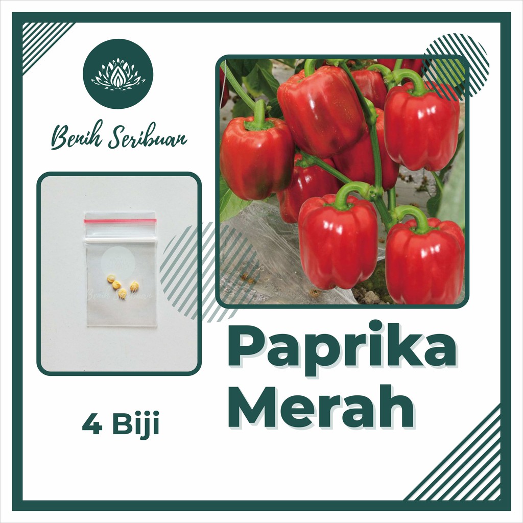 4 Bibit Paprika Merah F1 Red Star Benih Sayuran Unggul Tanaman Sayur Known You Seed Seribuan