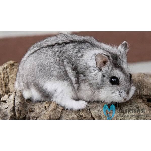 HAMSTER CAMPBELL DOMINAN