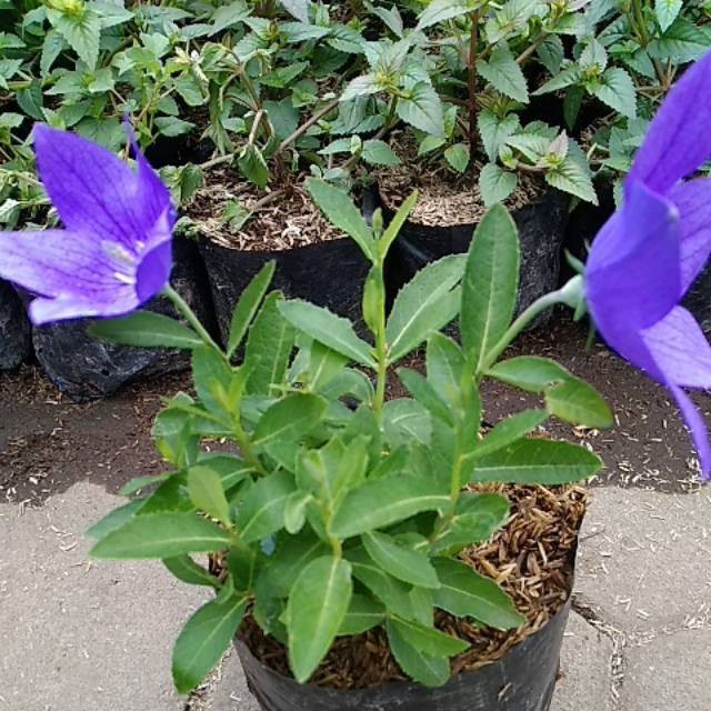 Bunga Star Blue - Platycodon Grandiflorus - Tanaman Hias