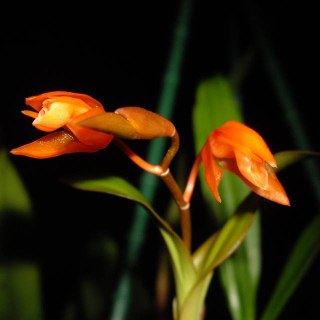 Anggrek Coelogyne Miniata Dewasa