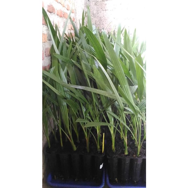 Bibit Kurma TC Kultur Jaringan asal Marionnet UAE Barhee Betina