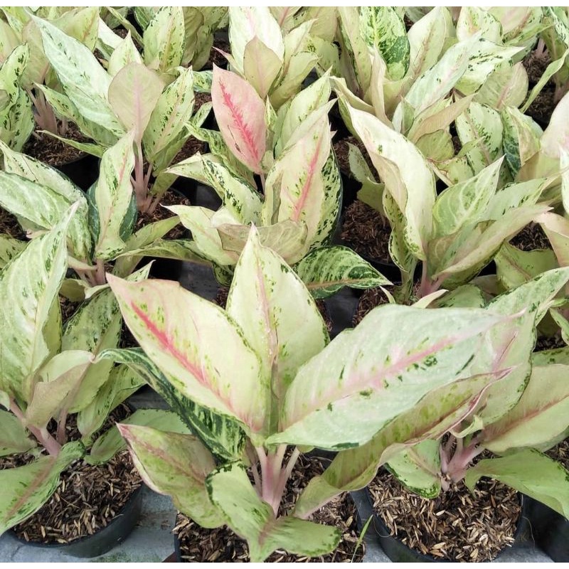 tanaman hias aglonema frozen - aglonema frozen